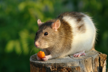 Mouse with a carrot