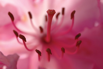 Naklejka premium AZALEA