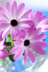 Pink daisies bouquet - obrazy, fototapety, plakaty