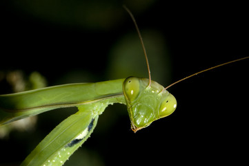 mantide religiosa