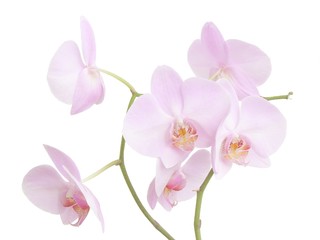 Naklejka na ściany i meble Orchidea różowe kwiaty