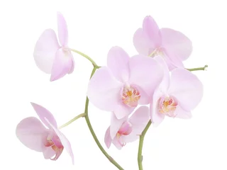 Papier Peint photo Lavable Orchidée fleurs roses orchidées