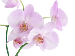 Obraz na płótnie Canvas twig of pink orchid