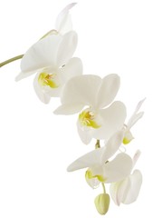Naklejka na ściany i meble biała orchidea