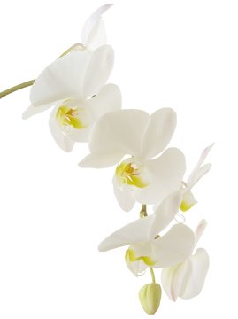 Fototapeta white orchid