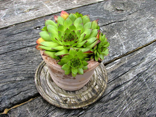 Flower pot with succulent plant