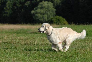 golden retriver