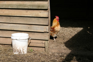 Rooster inside henhouse © Dmitry Yakhnov