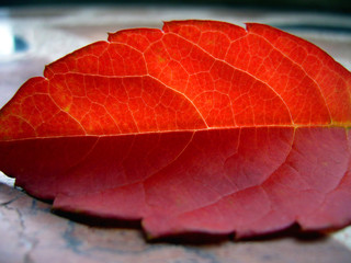 Hoja de Otoño