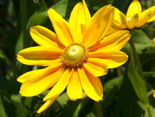 Yellow daisy-like flower