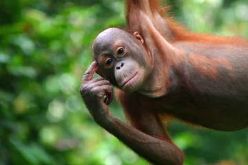 Door stickers Monkey Orang-Utan in der Orang-Utan-Station Sepilok auf Borneo