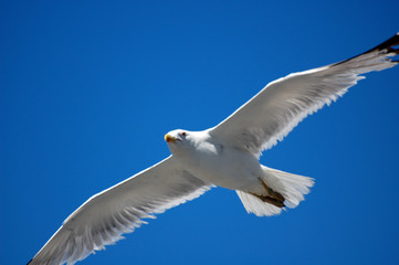 FLYING SEAGULL