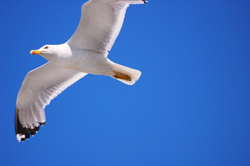 SEAGULL