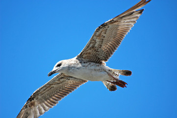 SEAGULL