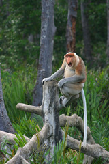 Nasenaffe auf Borneo, Malaysia
