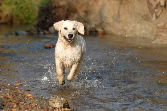 golden retriver