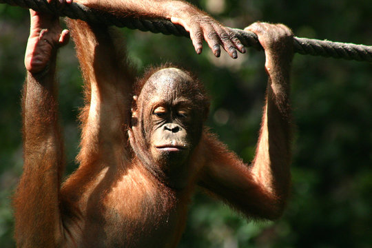 Orang-Utan in der Station Sepilok auf Borneo