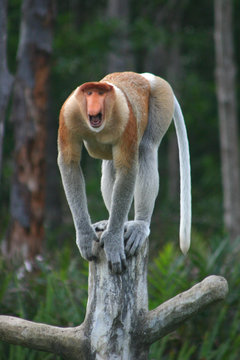 Nasenaffe auf Borneo, Malaysia