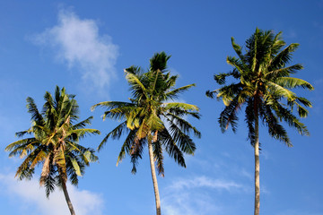 Obraz premium Palmen am Strand von Western Samoa