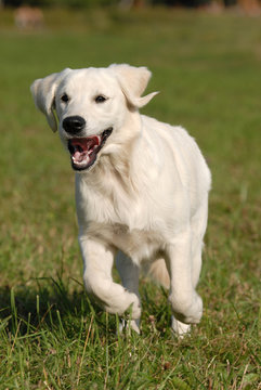 golden retriver