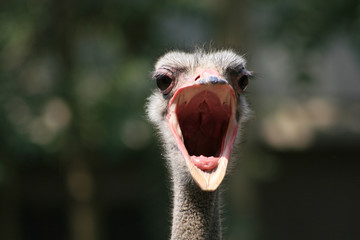 #2.Ostrich portrait.