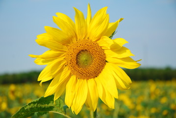 sunflower