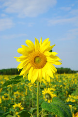 sunflower