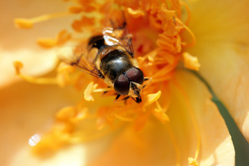 Bee on yellow flower