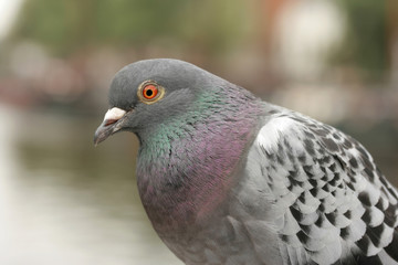 Pigeon