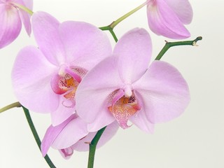 Fototapeta na wymiar lila pink orchid