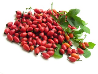 wild rose red fruits for jam or juice