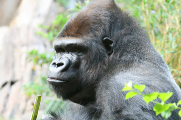 big male gorilla