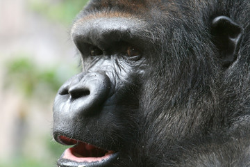 Obraz premium gorilla open mouth