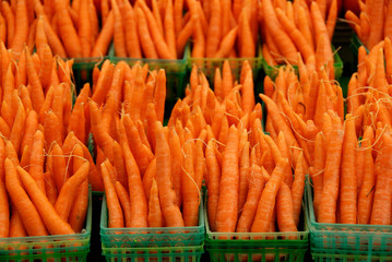 Carrots at attention