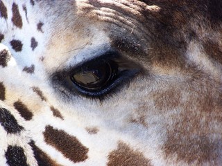 Giraffe close-up