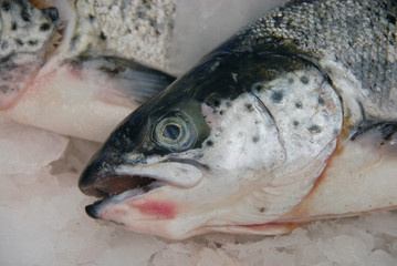 Salmon on ice
