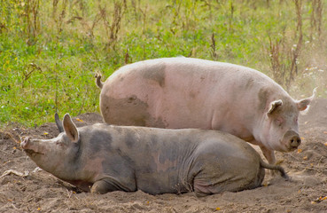 Two pigs laying in a dust