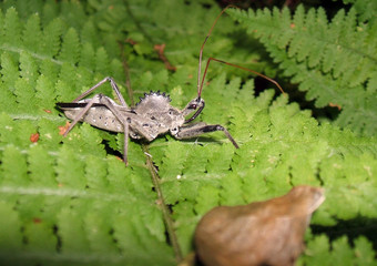 Wheel Bug (Assassin Bug)