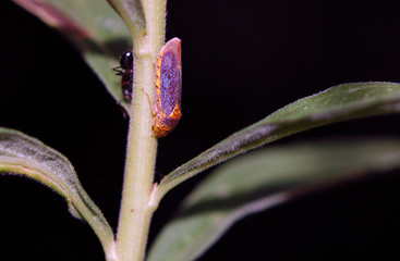 Broadheaded Sharpshooter