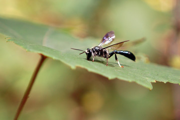 Mud Dauber Wasp