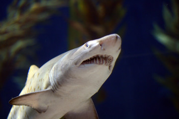 Fototapeta premium bull shark jaws