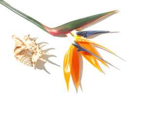 fleur oiseau et coquillage