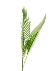 duo de feuilles : arum et sagoutier