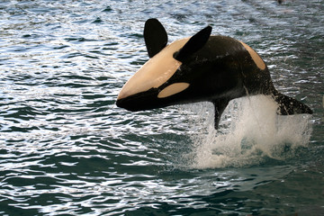 Obraz premium killer whale jumping