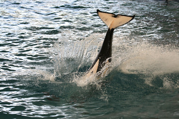 killer whale tail