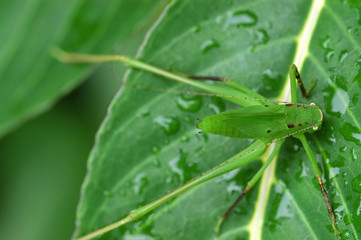 Obraz premium green color grasshopper in the gardens 