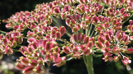 graines de cumin