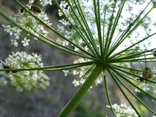 fleur, Vercors