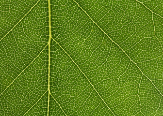Leaf background