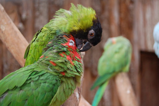 oiseau exotisme